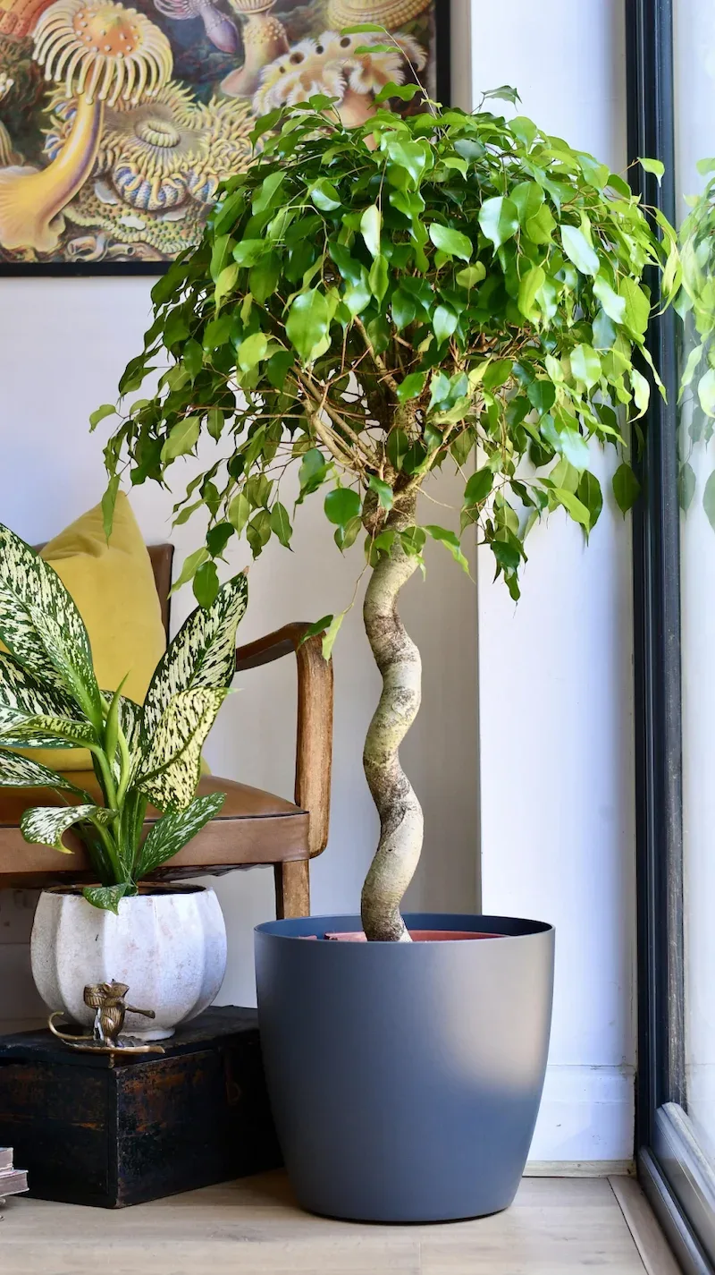 ficus benjamina