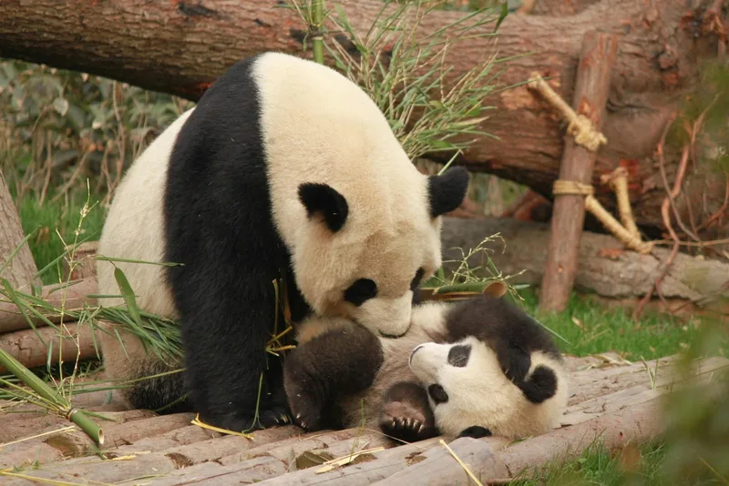 Pandas playing photo by Diana Silaraja