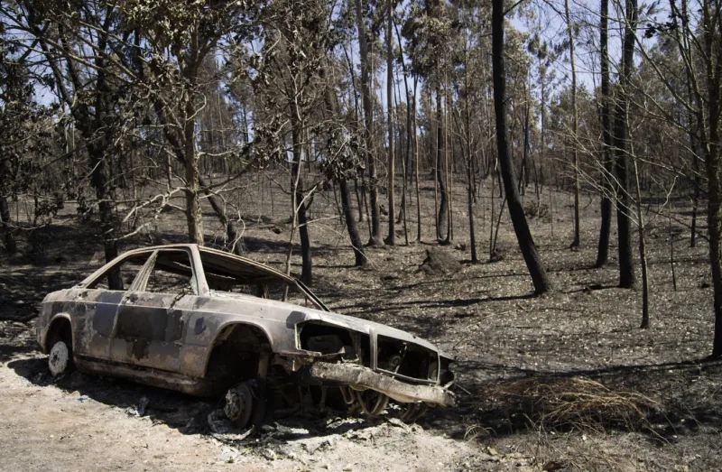 Wildfires produce toxic gases by burning everything in their way.