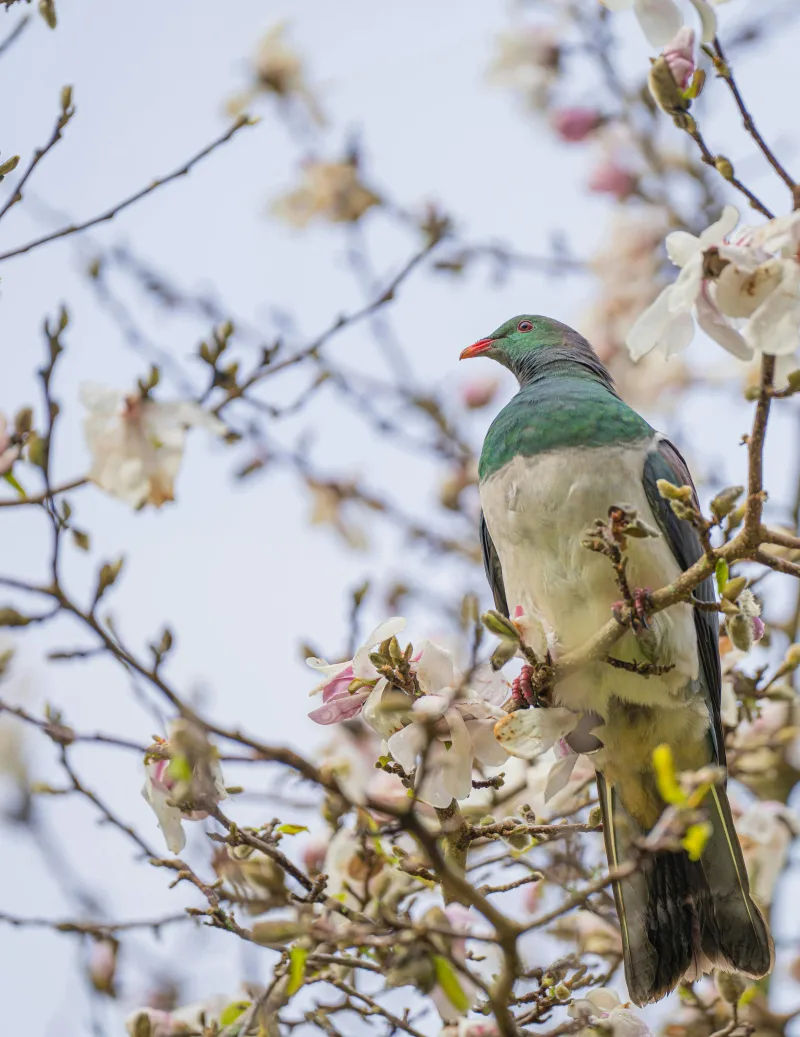Kereru in a tree