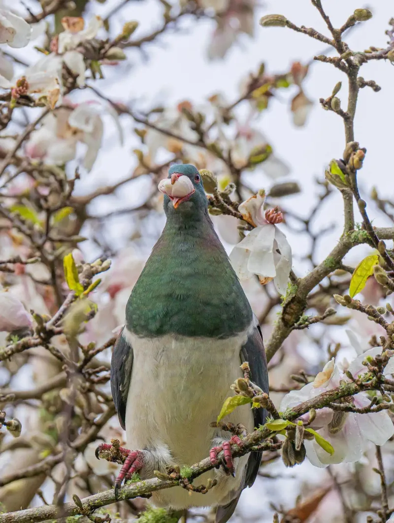 Kereru eating