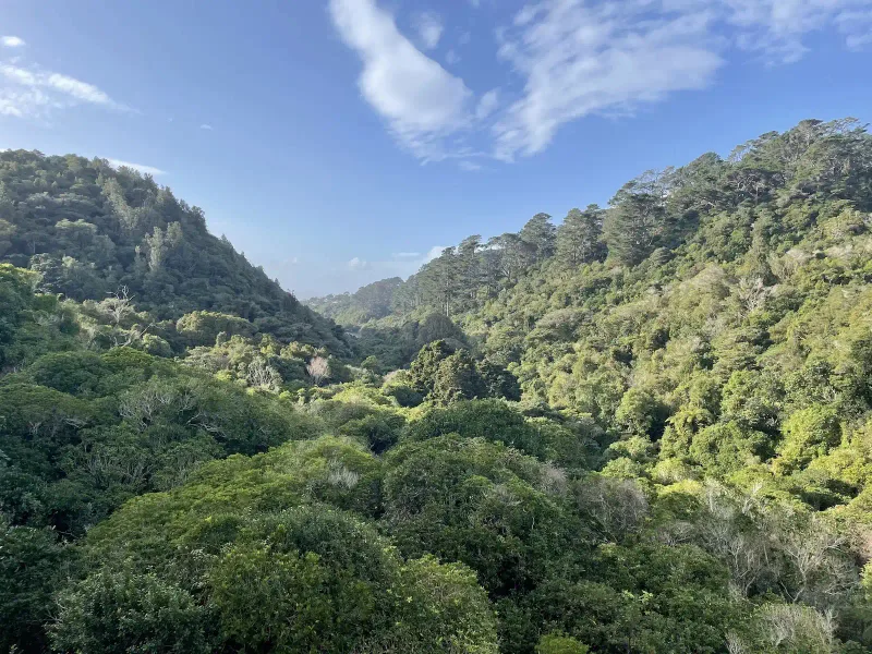 Forest in New Zealand.